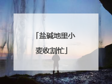 盐碱地里小麦收割忙