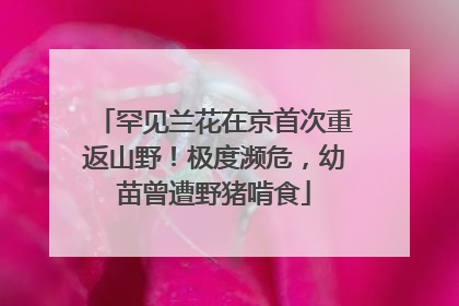 罕见兰花在京首次重返山野！极度濒危，幼苗曾遭野猪啃食