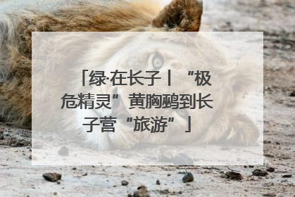 绿·在长子丨“极危精灵”黄胸鹀到长子营“旅游”