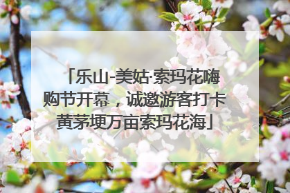 乐山-美姑·索玛花嗨购节开幕，诚邀游客打卡黄茅埂万亩索玛花海