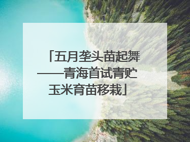 五月垄头苗起舞——青海首试青贮玉米育苗移栽