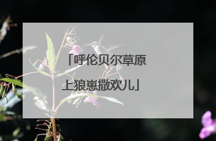 呼伦贝尔草原上狼崽撒欢儿
