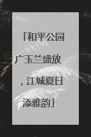 和平公园广玉兰盛放，江城夏日添雅韵