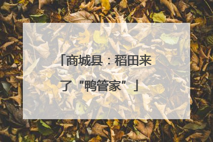 商城县：稻田来了“鸭管家”