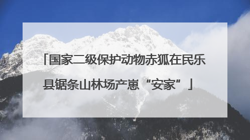 国家二级保护动物赤狐在民乐县锯条山林场产崽“安家”
