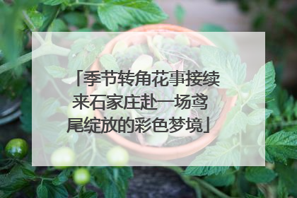 季节转角花事接续 来石家庄赴一场鸢尾绽放的彩色梦境