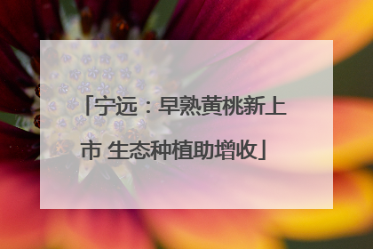宁远：早熟黄桃新上市 生态种植助增收