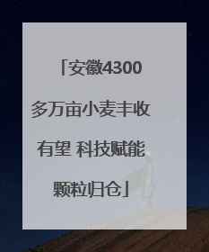 安徽4300多万亩小麦丰收有望 科技赋能颗粒归仓
