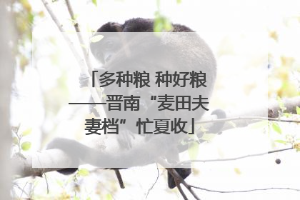 多种粮 种好粮——晋南“麦田夫妻档”忙夏收