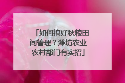 如何搞好秋粮田间管理？潍坊农业农村部门有实招