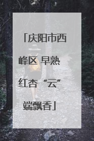 庆阳市西峰区 早熟红杏“云”端飘香