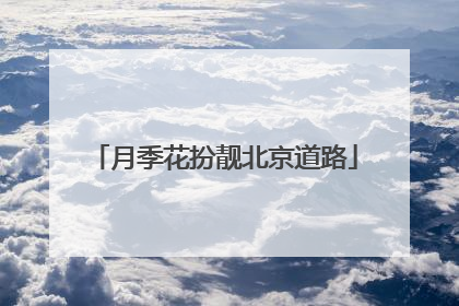 月季花扮靓北京道路