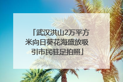 武汉洪山2万平方米向日葵花海盛放吸引市民驻足拍照