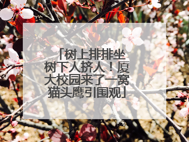 树上排排坐 树下人挤人！厦大校园来了一窝猫头鹰引围观