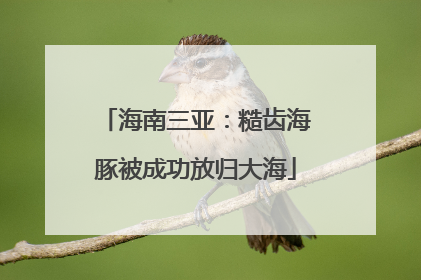 海南三亚：糙齿海豚被成功放归大海