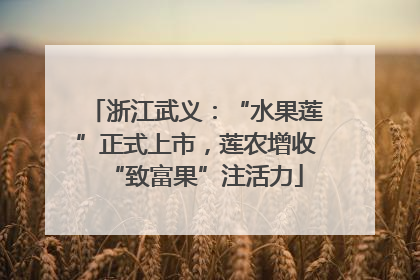 浙江武义：“水果莲”正式上市，莲农增收“致富果”注活力