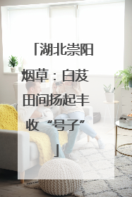 湖北崇阳烟草：白芨田间扬起丰收“号子”