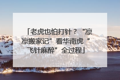 老虎也怕打针？“凛凛搬家记”看华南虎“飞针麻醉”全过程
