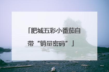 肥城五彩小番茄自带“销量密码”