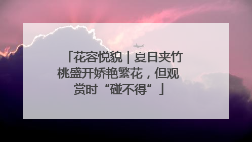 花容悦貌｜夏日夹竹桃盛开娇艳繁花，但观赏时“碰不得”