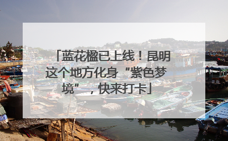 蓝花楹已上线！昆明这个地方化身“紫色梦境”，快来打卡