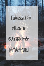 连云港海州28.86万亩小麦陆续开镰