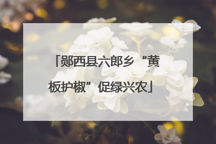 郧西县六郎乡“黄板护椒”促绿兴农