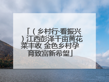（乡村行·看振兴）江西彭泽千亩黄花菜丰收 金色乡村孕育致富新希望
